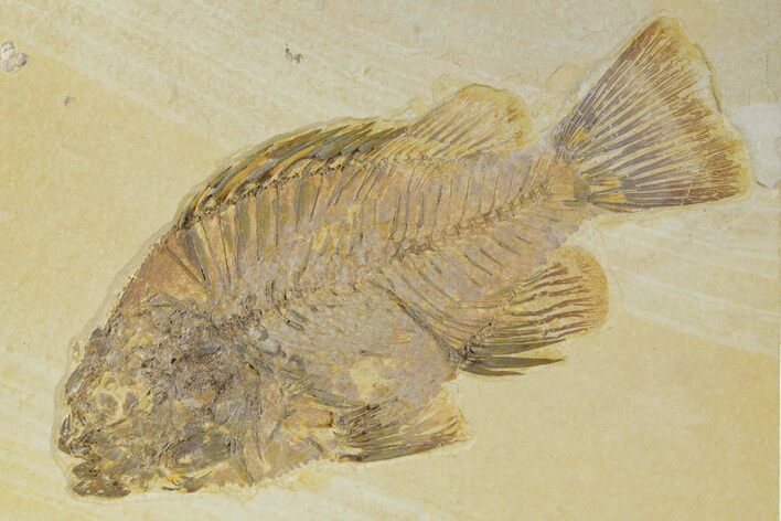 Detailed Fossil Fish (Priscacara) - Wyoming #356753